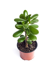 Crassula ovata in a flower pot isolated on white background