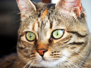 Portrait of a cute brown and white female cat