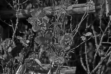 garden rose close-up, black and white photo, selective focus.