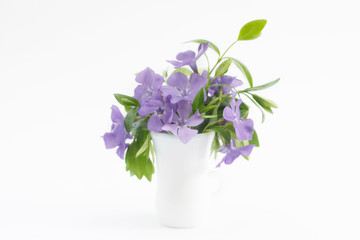 Purple wild  flowers in small vase on white background. Beautiful spring forest flowers.