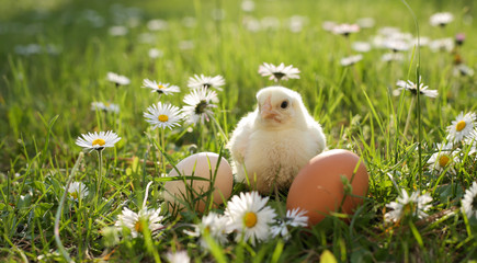 easter chick in grass