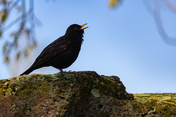 Amsel von der Seite singt stehend auf einem Stein
