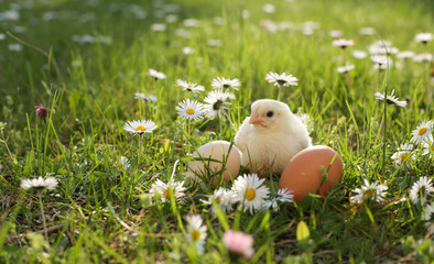 easter chick in grass