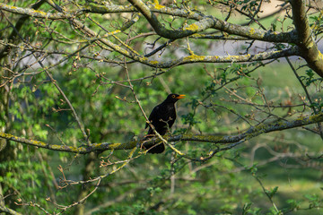 Amsel singt auf einem Ast im Baum