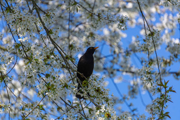 Amsel auf einem wunderschönen blühenden weißem Ast mit herrlichen blauen Himmel