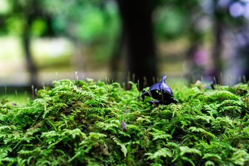 Beetle on moss