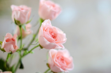 Small pink roses on a blurry background