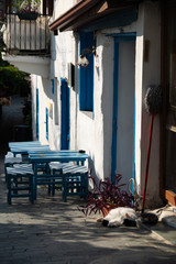 Obraz premium 2018.10.08, Turkey, Istanbul. Sleeping cat behind the traditional restaurant