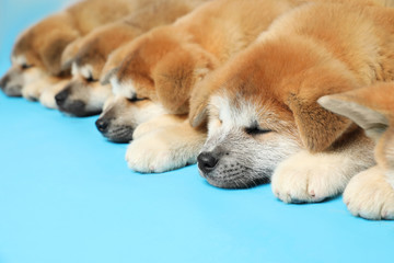 Cute Akita Inu puppies on light blue background. Baby animals