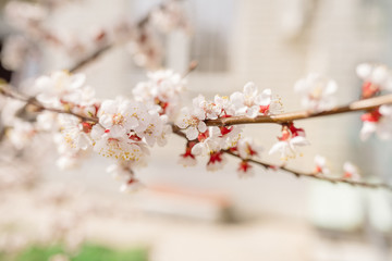 Blooming apricot tree on a city street
