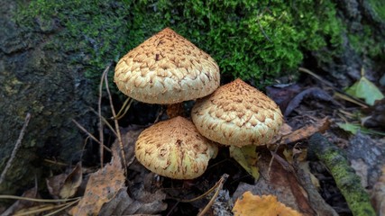 Opieńka przy konarze w jesienny pochmurny dzień © Mateusz
