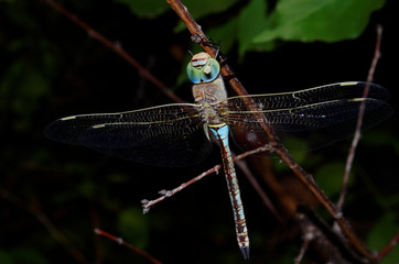 blue dragonfly on a green leaf