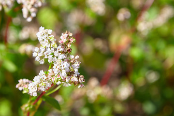 Buckwheat field, farmland. Blossoming buckwheat plant with white flowers