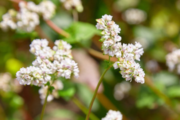 Buckwheat field, farmland. Blossoming buckwheat plant with white flowers