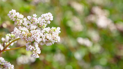Buckwheat field, farmland. Blossoming buckwheat plant with white flowers