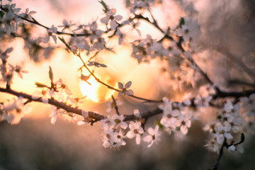 cherry flowers at sunrise