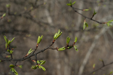 the first green leaves on a branch against the background of trees