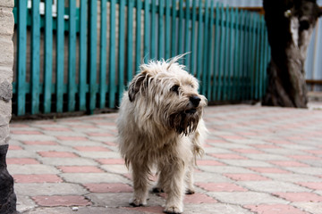 A dirty dog from the yard. Shaggy not well-groomed dog.