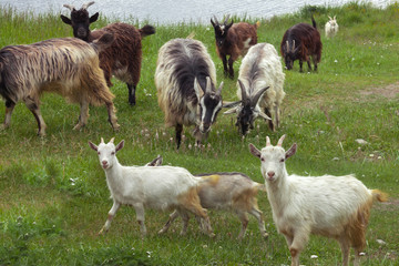 White organic goats in a green meadow of a goat agriculture farm summer day.