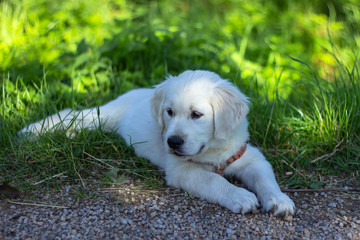 Puppy of Golden Retriever. Portrait of a cute Golden Retriever puppy in a garden. Dog outdoors. A puppy lying in grass
