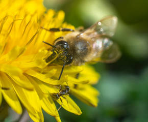 bee on yellow flower, bee in pollen an the yellow flower, spring pollen harvesting on the dandelion 
