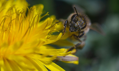 bee on yellow flower, bee in pollen an the yellow flower, spring pollen harvesting on the dandelion 