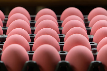 Naklejka na ściany i meble Pink century eggs arranged in a black egg tray, the image focuses on the third row
