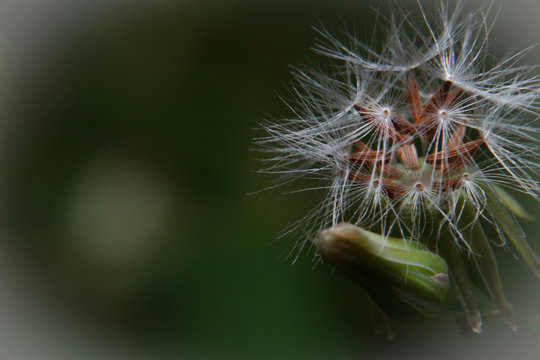Macro shot closeup beautiful dandelion flower seeds