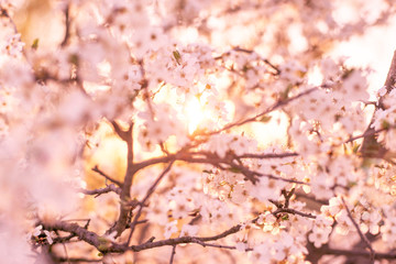 cherry flowers at sunrise