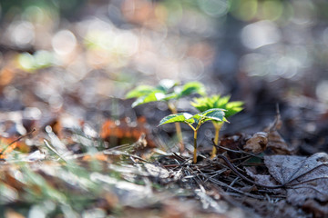 Coming of spring. A young green sprout is emerging from old last year's leaves. New life in the forest. The natural background. Beautiful blur.