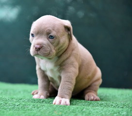  a strong american bully dog