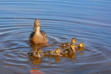 A duck with a brood of ducklings on the Neva River in the city.