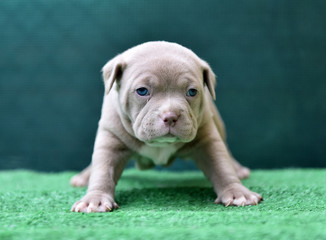  a little american bully dog 