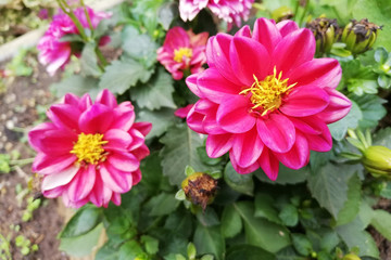 Beautiful deep pink flowers