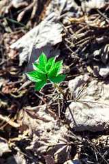 Coming of spring. A young green sprout is emerging from old last year's leaves. New life in the forest. The natural background. Beautiful blur.
