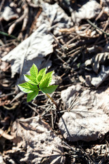 Coming of spring. A young green sprout is emerging from old last year's leaves. New life in the forest. The natural background. Beautiful blur.