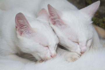 Close-up two cute white kittens breastfeeding