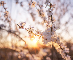 cherry flowers at sunrise