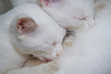 Close-up two cute white kittens breastfeeding	