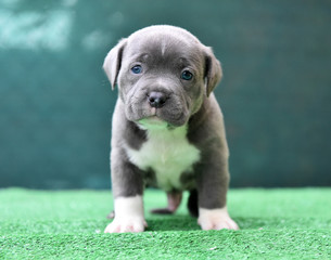 a puppy american bully dog