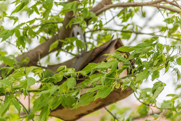 An old birdhouse in the canopy of a hawthorn tree 