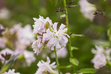 Saponaria officinalis white flowers in summer garden. Common soapwort, bouncing-bet, crow soap, wild sweet William plant.