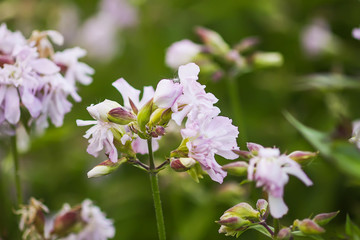 Saponaria officinalis white flowers in summer garden. Common soapwort, bouncing-bet, crow soap, wild sweet William plant.