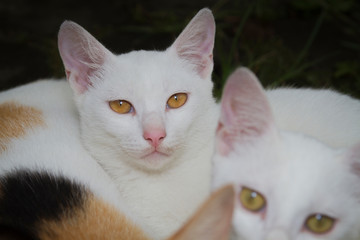 Two kittens relaxing after breastfeeding beside their mum 