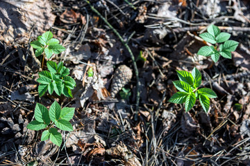 Natural background top view. Young green sprouts emerged from the fallen leaves of last year. Bright green in the clearing.