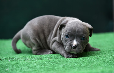 a puppy american bully dog