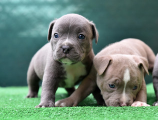  a little american bully dog 