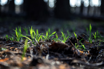 Spring sun rays illuminate the green young grass. The spring came. Light leaves on a dark background. The young on the old.