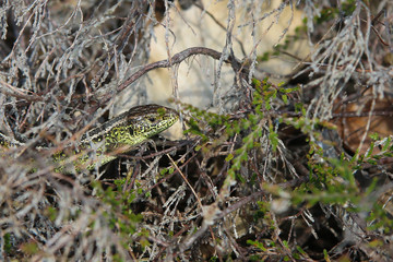 Sand lizard in undergrowth on the Dutch north sea coast dune region near The Hague