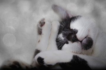 A lovely cat has a nice deep sleep in the cute sleep position